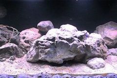 792-Liter-MbunaNonmbuna-36