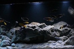 892-Liter-MbunaNonmbuna-30
