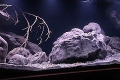 892-Liter-MbunaNonmbuna-31