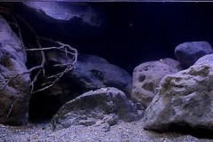 892-Liter-MbunaNonmbuna-32