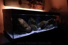 840-Liter-MbunaNonmbuna-300