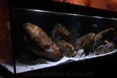 840-Liter-MbunaNonmbuna-301