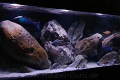 840-Liter-MbunaNonmbuna-302