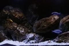 840-Liter-MbunaNonmbuna-303