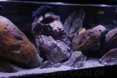 840-Liter-MbunaNonmbuna-304