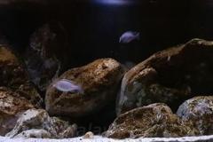 840-Liter-MbunaNonmbuna-307