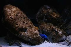 840-Liter-MbunaNonmbuna-313
