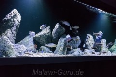 980-Liter-Nonmbuna-300