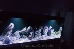 980-Liter-Nonmbuna-302