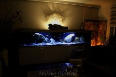 990-Liter Mbuna/Nonmbuna-leichte Übergangszone-Aquarium