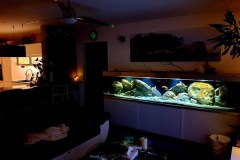990-Liter-Mbuna/Nonmbuna-Übergangszone-Aquarium