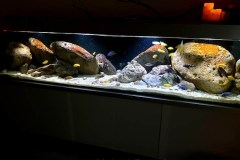 990-Liter-Uebergangszone-301