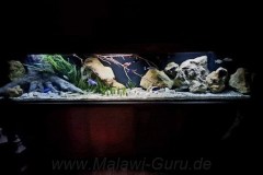 990-Liter-Sand-Uferzone-November-2024-102