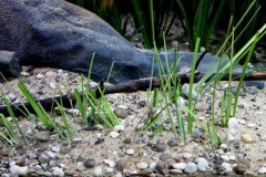 990-Liter-Sand-Uferzone-November-2024-106