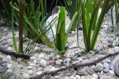990-Liter-Sand-Uferzone-November-2024-110
