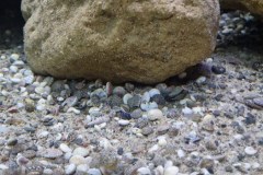 990-Liter-Sand-Uferzone-November-2024-111