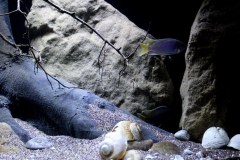990-Liter-Sandzone-116
