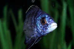 Placidochromis-phenochilus-mdoka-1