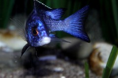 Placidochromis-phenochilus-mdoka-2