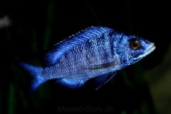 Placidochromis-phenochilus-mdoka-4