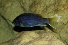 Pseudotropheus-sp-acei-3