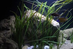 990-Liter-Sandzone-29