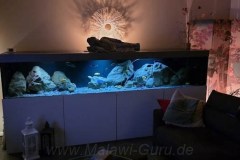 990-Liter-Übergangszone-Nonmbuna/Mbuna-Aquarium