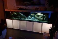990-Liter Übergangszone-Nonmbuna/Mbuna-Arten-Aquarium