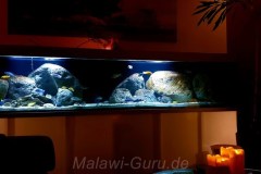 990-Liter-Nonmbuna-Mbuna-Uebergangszone-101