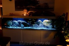 990-Liter-Nonmbuna-Mbuna-Uebergangszone-102