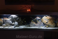 990-Liter-Nonmbuna-Mbuna-Uebergangszone-104