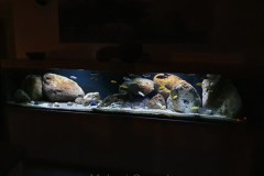 990-Liter-Nonmbuna-Mbuna-Uebergangszone-106