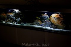 990-Liter-Nonmbuna-Mbuna-Uebergangszone-107