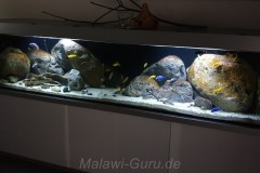 990-Liter-Nonmbuna-Mbuna-Uebergangszone-108