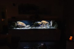 990-Liter-Nonmbuna-Mbuna-Uebergangszone-109