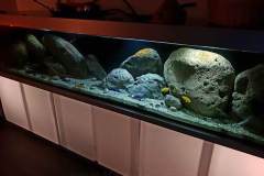 990-Liter-Nonmbuna-Mbuna-Uebergangszone-112