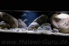 990-Liter-Nonmbuna-Mbuna-Uebergangszone-124