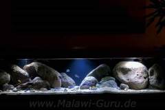 990-Liter-Nonmbuna-Mbuna-Uebergangszone-125