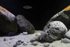 990-Liter-Nonmbuna-Mbuna-Uebergangszone-129