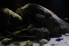 990-Liter-Nonmbuna-Mbuna-Uebergangszone-130