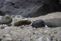 990-Liter-Nonmbuna-Mbuna-Uebergangszone-132