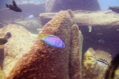 Ababi Island/Mbenji Island
