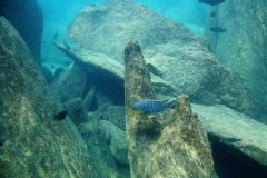 Ababi Island/Mbenji Island