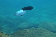 Ababi Island/Mbenji Island