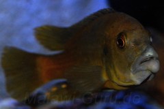 Abactochromis-labrosus-4