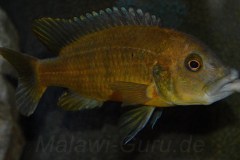 Abactochromis-labrosus-5