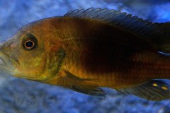 Abactochromis-labrosus-6