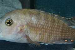 Abactochromis-labrosus-Mbenji