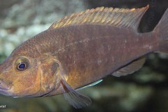 Abactochromis-labrosus