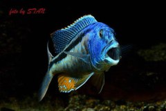 1-Aristochromis-christyi